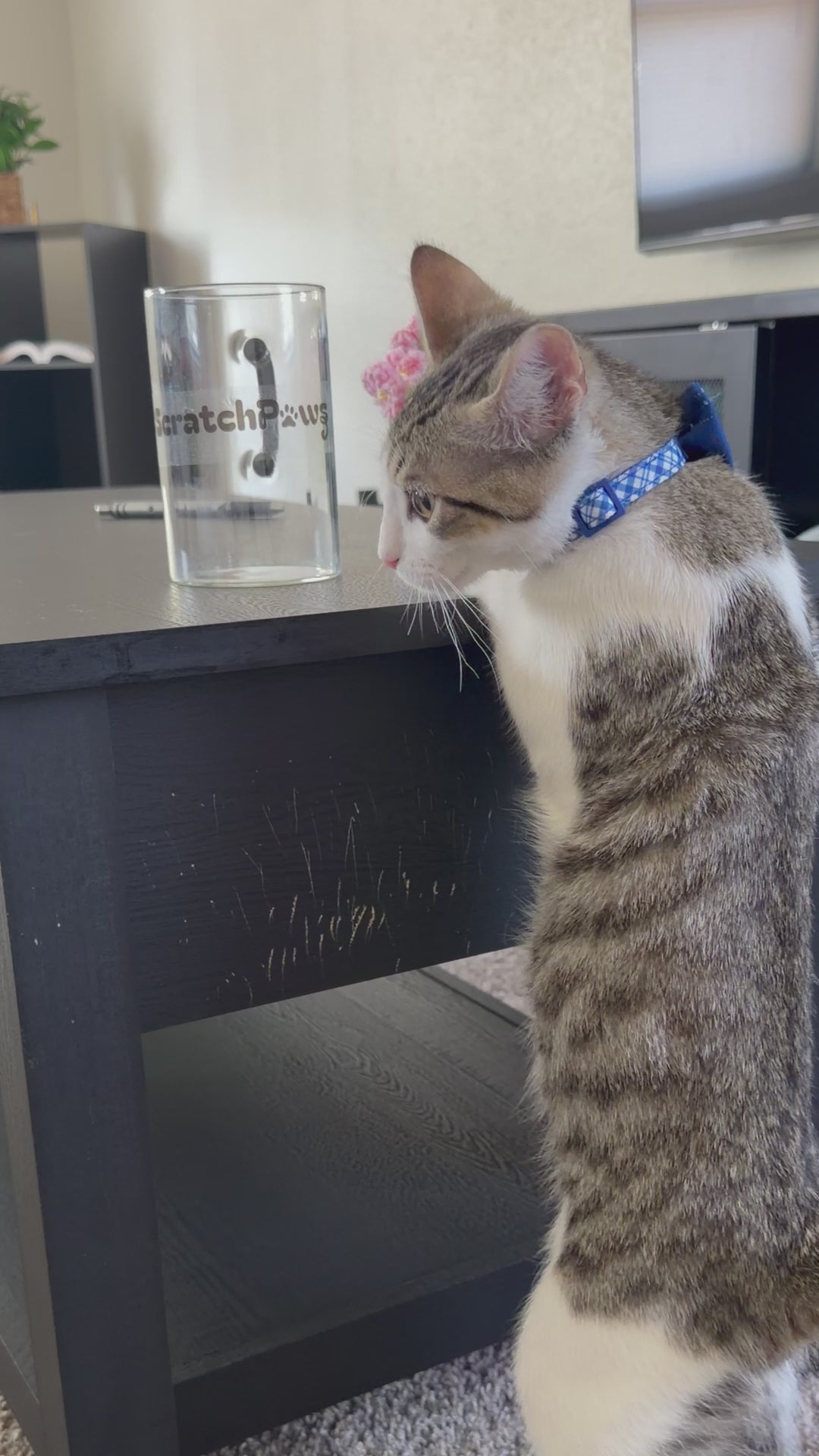 ScratchPaws Protector